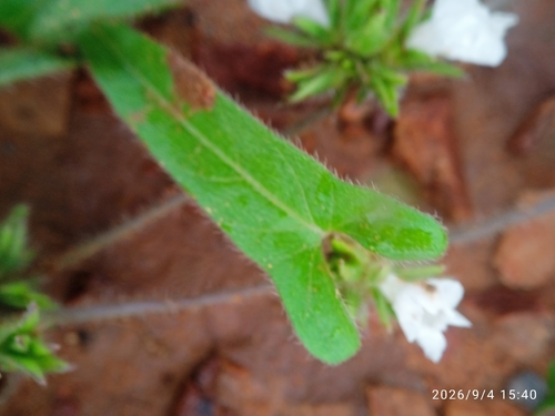 Ipomoea eriocarpa observed 2026-09-04