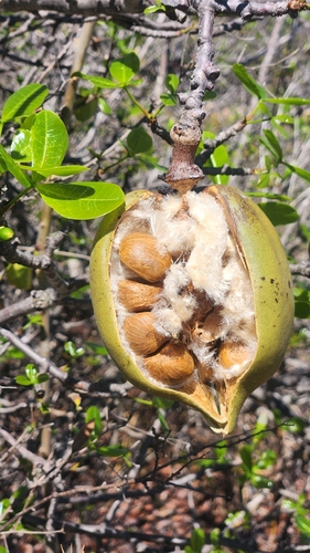 Pachira retusa