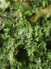 Douinia ovata