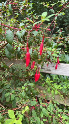 Hardy Fuchsia