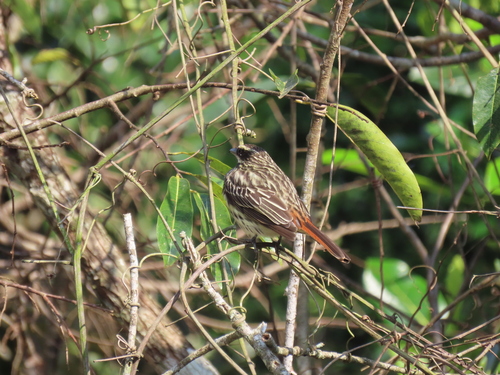 Streaked Flycatcher