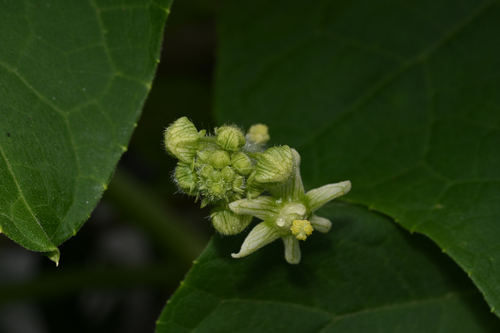 Oneseed Bur Cucumber