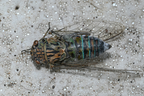 Autumn Cicada