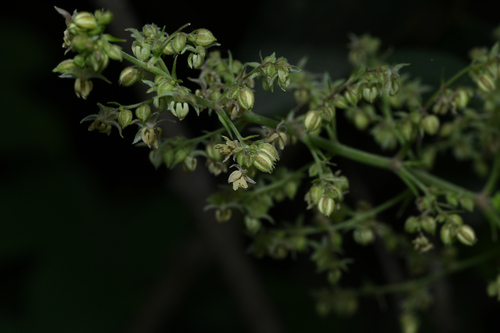 Japanese Hops