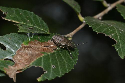 Brown Marmorated Stink Bug