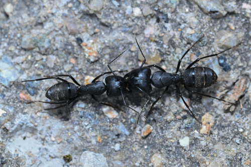Japanese Carpenter Ant