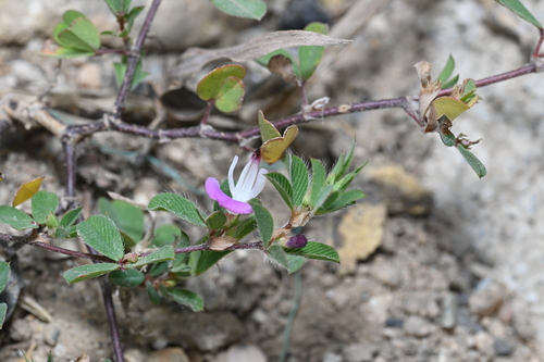 Korean bushclover