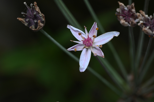 Flowering-rush