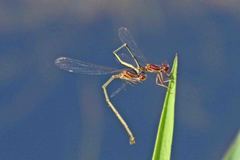 Enallagma dubium