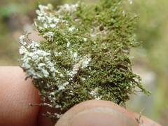 Douinia ovata