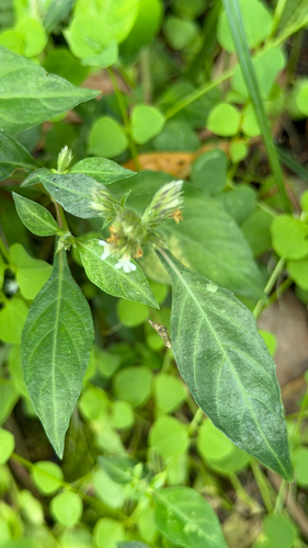 Lepidagathis formosensis