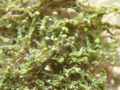 Douinia ovata