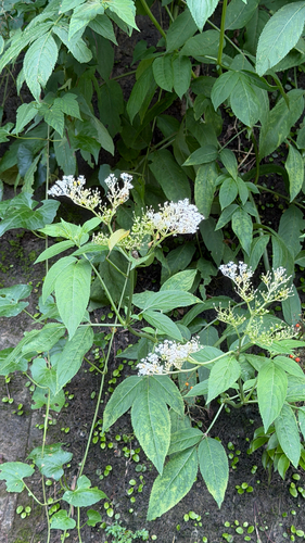 Sambucus javanica, photograph 2