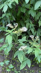 (c) Kiwi Shen, some rights reserved (CC BY) Sambucus javanica, photograph (c) Kiwi Shen, some rights reserved (CC BY)
