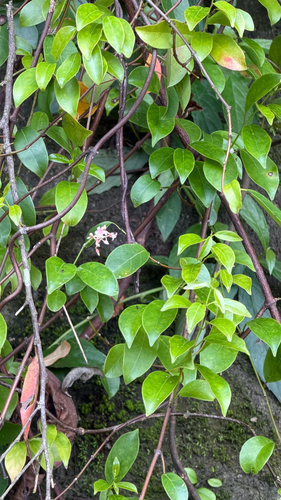 Urceola rosea, photograph 4