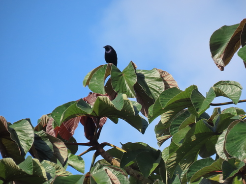 Shiny Cowbird