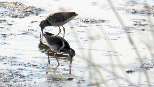 iNaturalist image