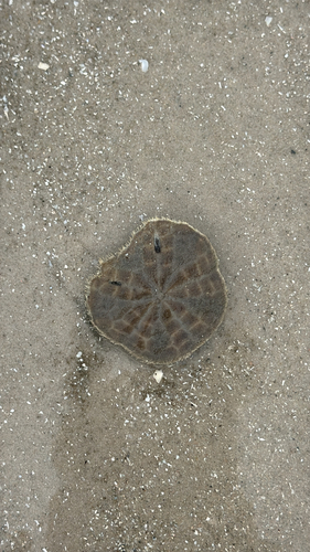 Mutilated Keyhole Sand Dollar