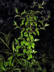 Philadelphus hirsutus