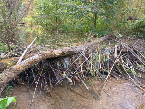 Eurasian Beaver