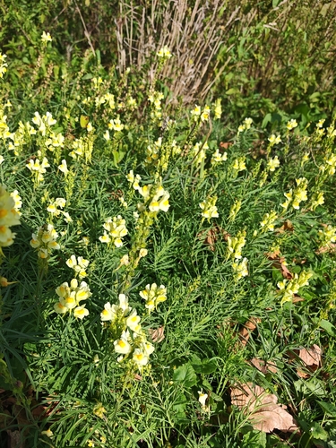 common toadflax