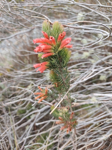 Erica viscaria, photograph 1
