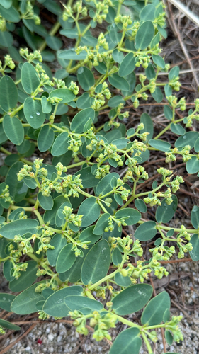 Euphorbia atoto observed 2026-08-30