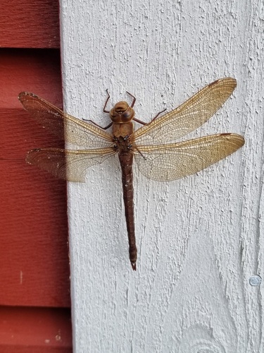 Brown Hawker