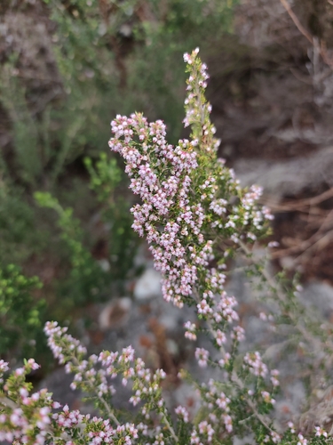 Erica hispidula, photograph 4