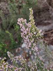 Erica hispidula, photograph (c) Jeanette Clarke, some rights reserved (CC BY-SA)