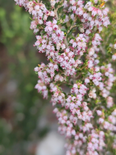 Erica hispidula, photograph 5