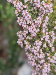 Erica hispidula, photograph (c) Jeanette Clarke, some rights reserved (CC BY-SA)