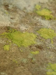 Chrysothrix granulosa