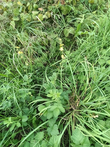 common agrimony