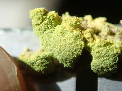 Chrysothrix granulosa