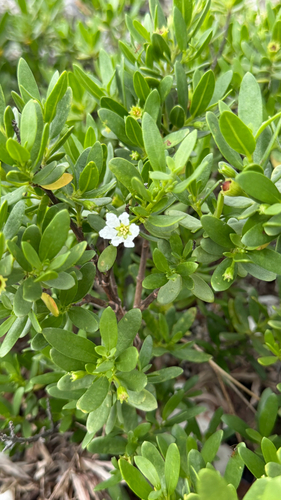 Pemphis acidula, photograph 5
