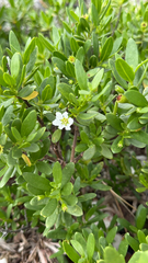 Pemphis acidula, photograph (c) Kiwi Shen, some rights reserved (CC BY)