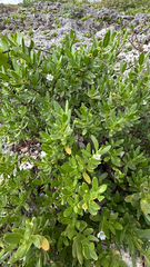 Pemphis acidula, photograph (c) Kiwi Shen, some rights reserved (CC BY)