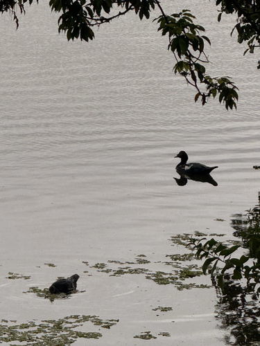 Muscovy Duck