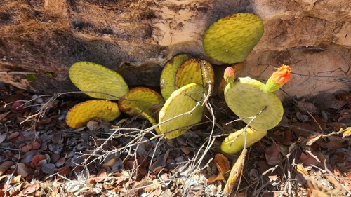 Tacinga inamoena