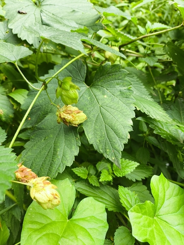 common hops