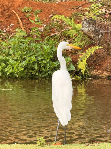 Great Egret