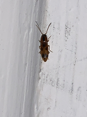 Aeolus mellillus