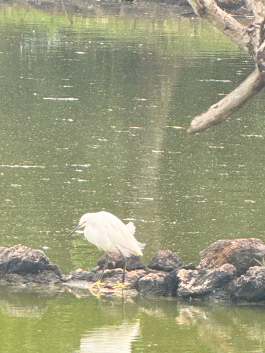 Snowy Egret