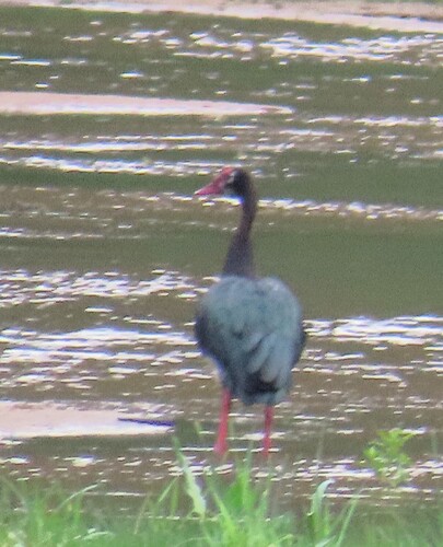 iNaturalist image