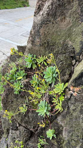 Crepidiastrum lanceolatum, photograph 1