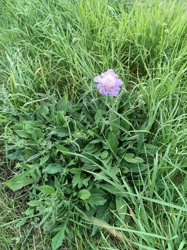 Field Scabious