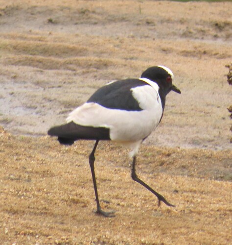 iNaturalist image