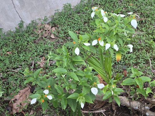 Mussaenda frondosa observed 2026-09-06