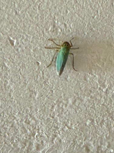 Green Leafhopper